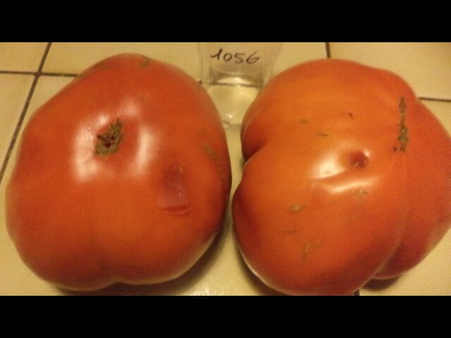 Fichier:Tomate carol chyko s big paste-2.jpg