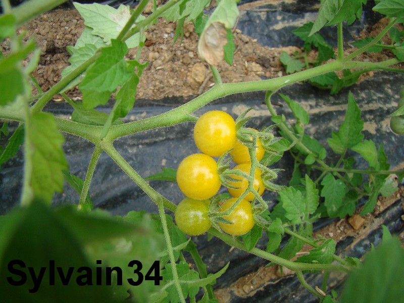 Fichier:Tomate champagne-2.jpg