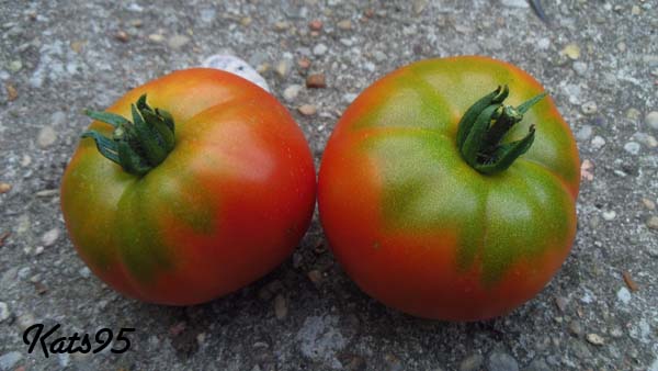 Fichier:Tomate charlie chaplin.jpg