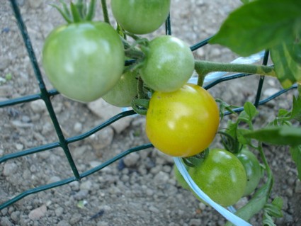Fichier:Tomate chello.jpg