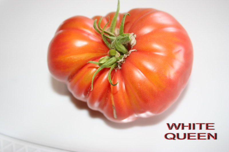 Fichier:Tomate church-1.jpg