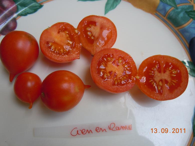 Fichier:Tomate cien en ramo-1.jpg