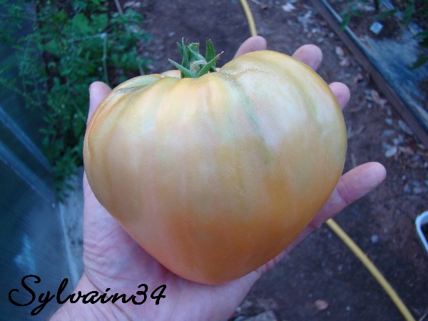 Fichier:Tomate coeur de boeuf jaune-1.jpg