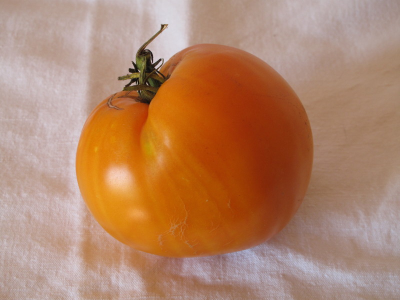 Fichier:Tomate coeur de boeuf orange-2.jpg