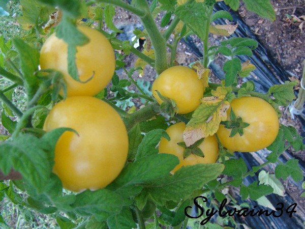 Fichier:Tomate compact citron op.jpg