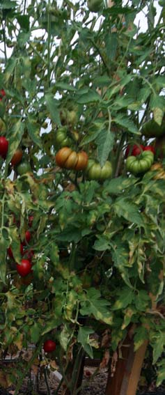 Fichier:Tomate cotelée de gènes.jpg