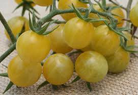 Fichier:Tomate coyote.jpg