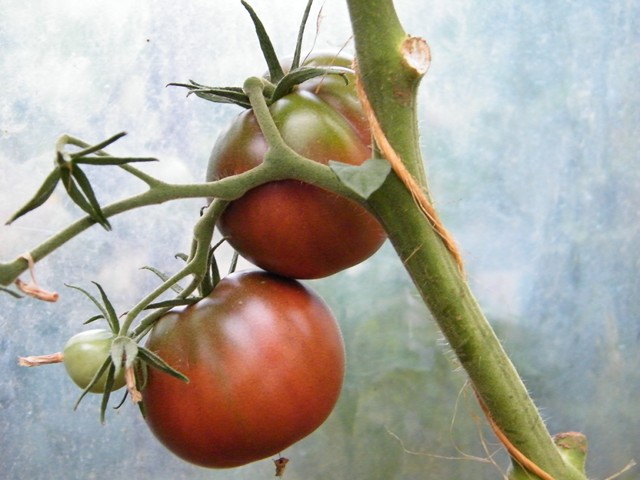 Fichier:Tomate cuban black-1.jpg
