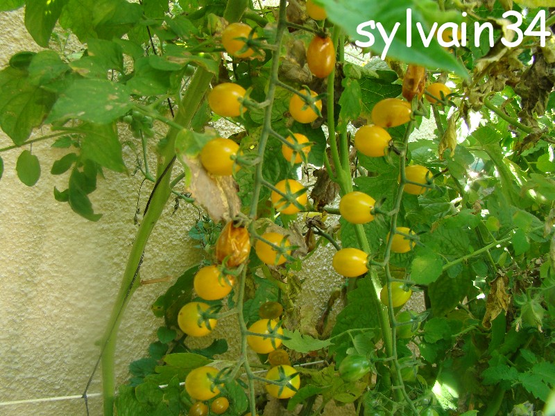 Fichier:Tomate cuban yellow grape.jpg