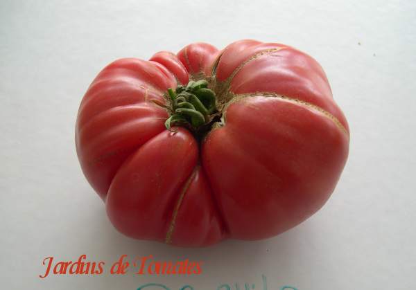 Fichier:Tomate da chilo.jpg
