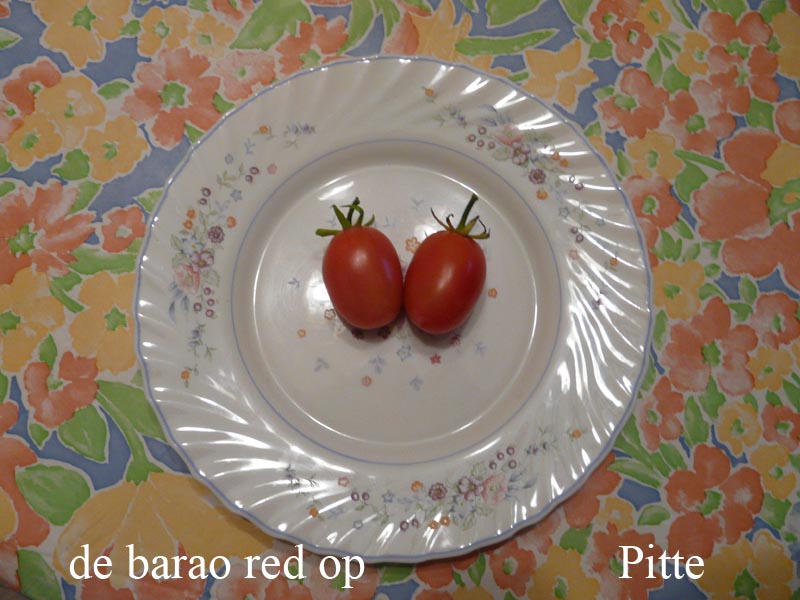 Fichier:Tomate de barao red op.jpg