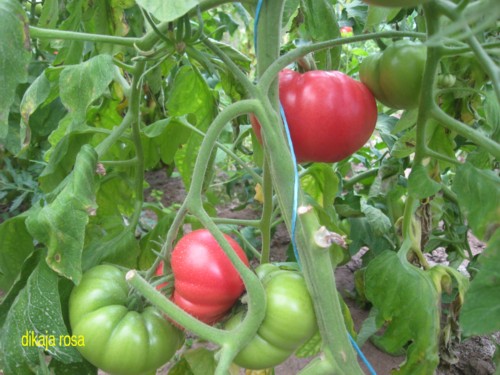 Fichier:Tomate dikaja rosa.jpg