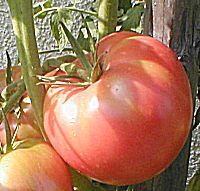 Tomate douceur de doucet op.jpg