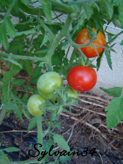 Fichier:Tomate du petit bonhomme.jpg