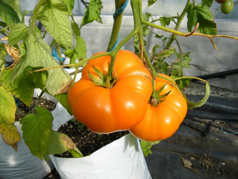 Fichier:Tomate elbe op-1.jpg