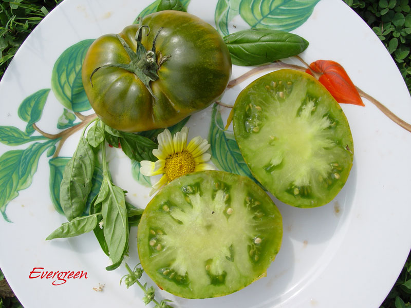 Fichier:Tomate emerald apple op.jpg