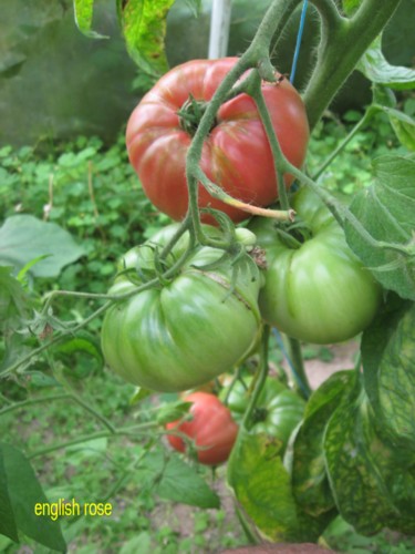 Fichier:Tomate english rose op.jpg