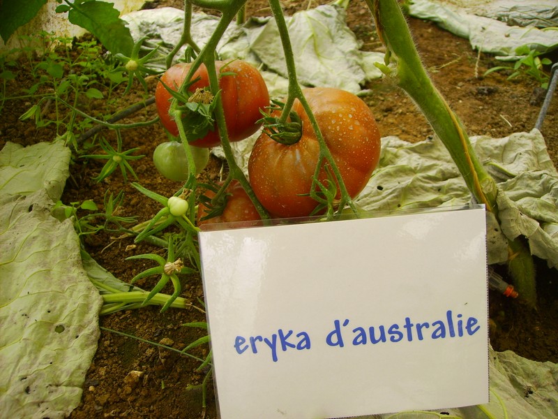 Fichier:Tomate erika d australie.jpg