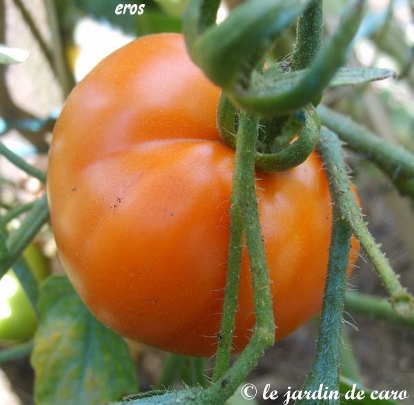 Fichier:Tomate eros op.jpg