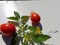 Tomate erotica-1.jpg