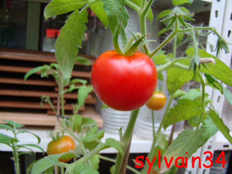 Fichier:Tomate extreme north.jpg