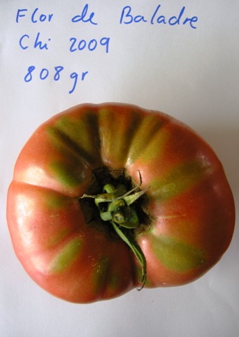 Fichier:Tomate flor velarde-1.jpg