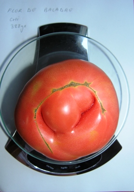 Fichier:Tomate flor velarde.jpg