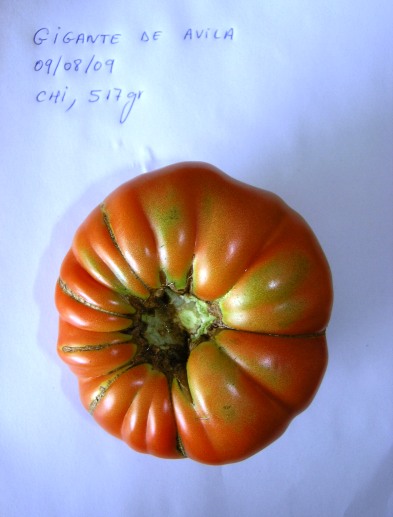 Fichier:Tomate géante de avila-1.jpg