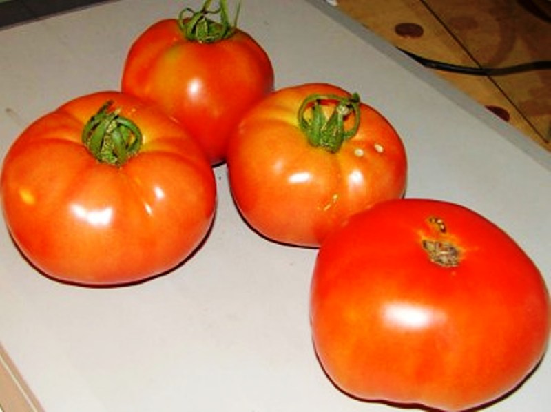 Fichier:Tomate géante de avila-2.jpg