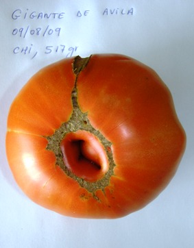 Fichier:Tomate géante de avila.jpg