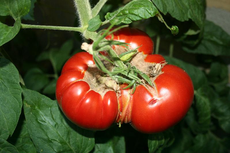 Fichier:Tomate gallego-2.jpg