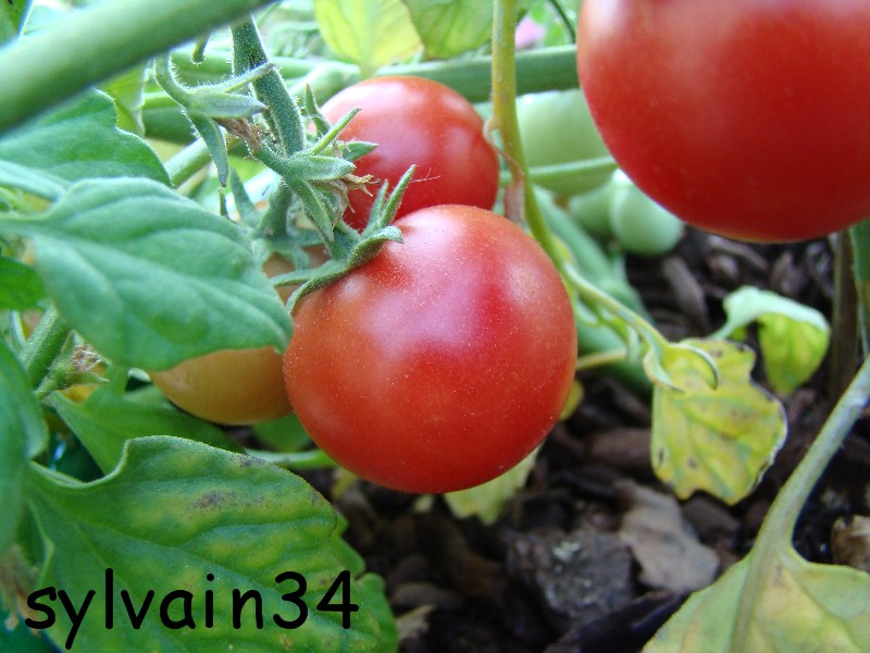 Fichier:Tomate gartenperle.jpg