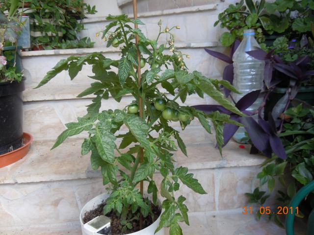 Fichier:Tomate gem state.jpg