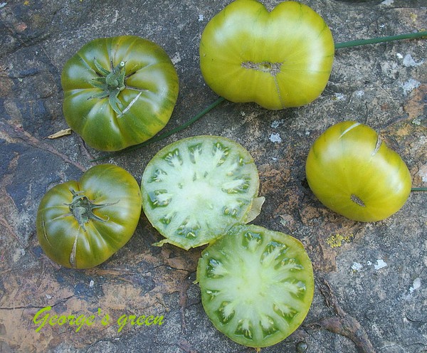 Fichier:Tomate george s green.jpg