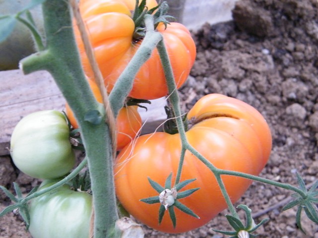 Fichier:Tomate german gold op.jpg