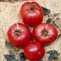 Tomate german johnson.jpg