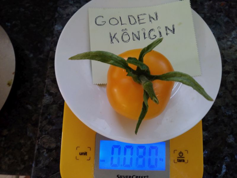 Fichier:Tomate golden konigin-2.jpg