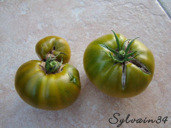 Fichier:Tomate grandma oliver s green-2.jpg