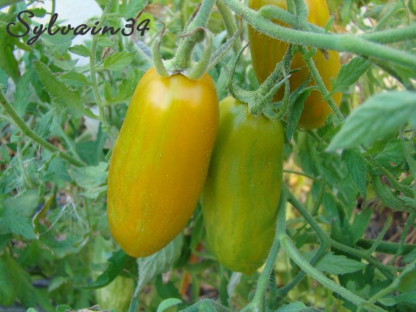 Fichier:Tomate green sausage op-1.jpg