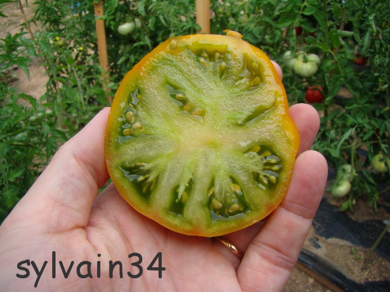 Fichier:Tomate green velvet op-2.jpg