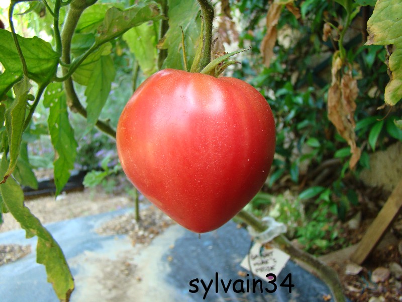 Fichier:Tomate gright mire s pride-1.jpg