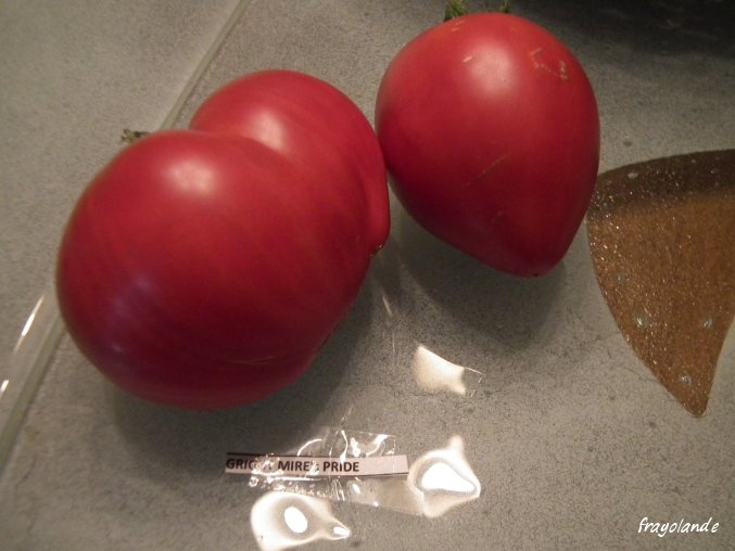 Fichier:Tomate gright mire s pride-2.jpg