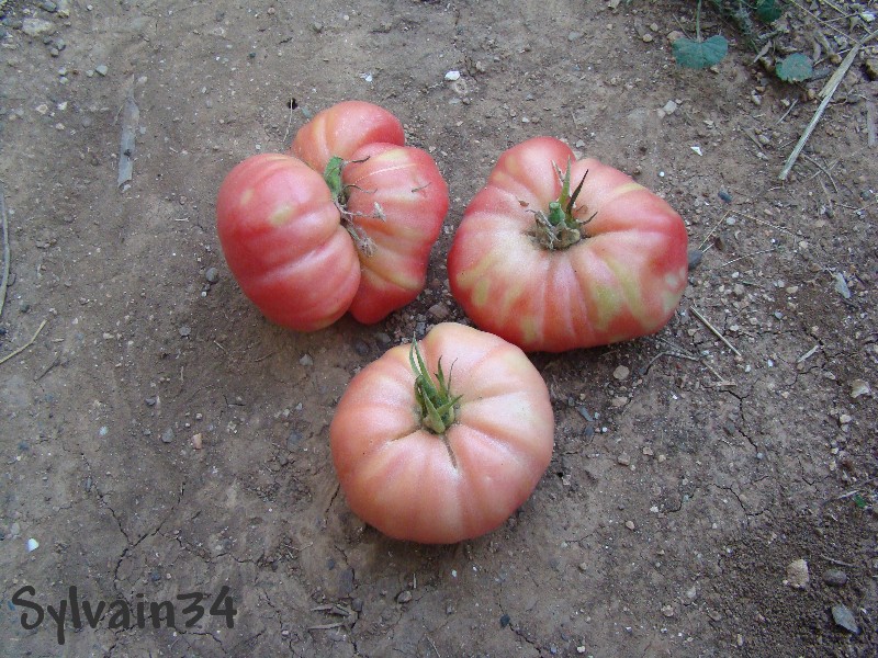 Fichier:Tomate grosse cotelée op.jpg