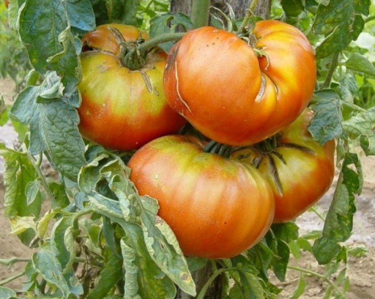 Fichier:Tomate grosse du gers-1.jpg