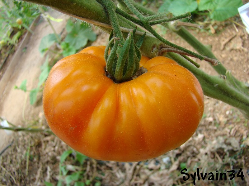 Fichier:Tomate hartsack yellow op.jpg