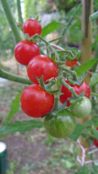 Fichier:Tomate hawaiian currant.jpg