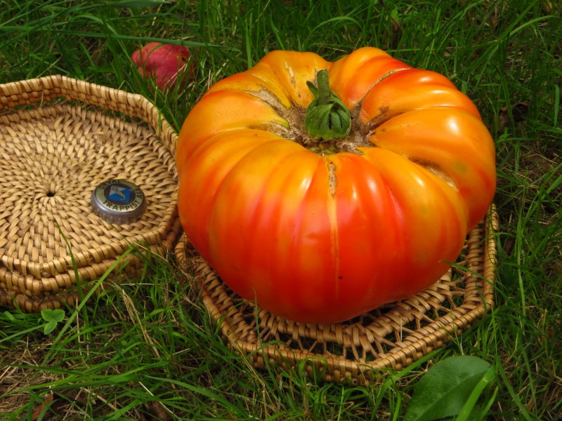 Fichier:Tomate hazel mae-1.jpg