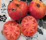 Tomate heatherington pink-1.jpg