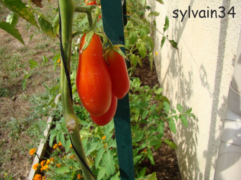 Fichier:Tomate himmelstürmer.jpg