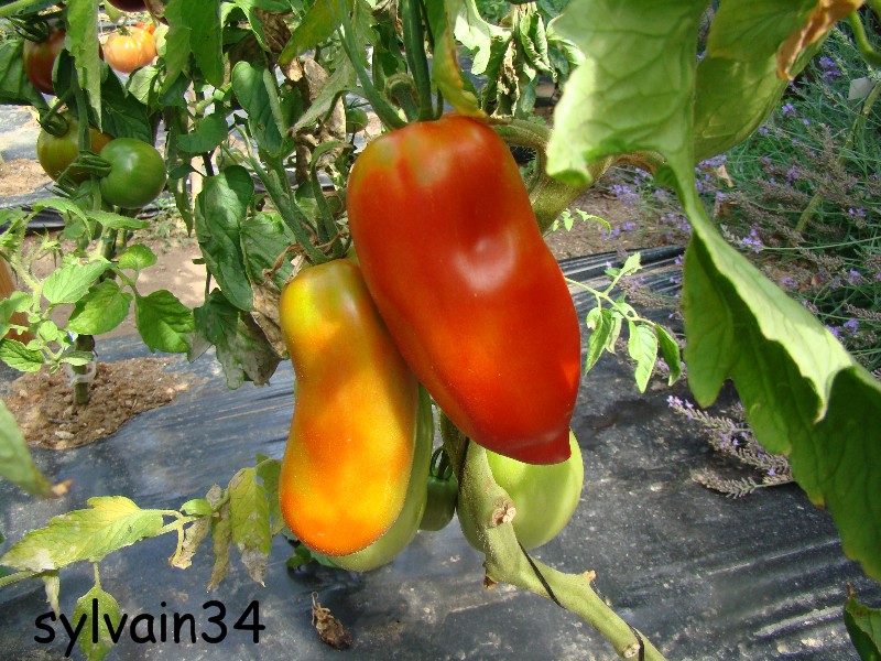 Fichier:Tomate howard german paste-1.jpg